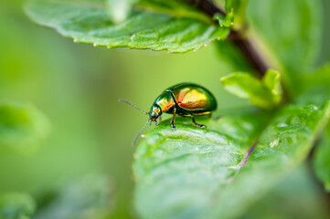 The tansy beetle (Chrysolina graminis) macro photography. Bug is sitting on the leaf.