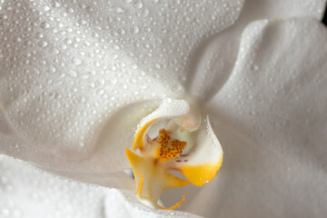White orchid flower with yellow cental part and water drops