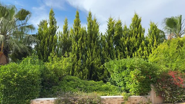 Mediterranean vegetation, panoramic landscape