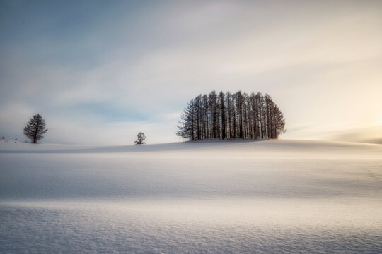 Larch trees on Mild Seven Hill near Biei village in winter snow at sunrise, Hokkaido, Japan