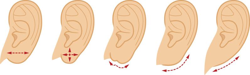 Shape of a human earlobe. Illustration vector isolated on white background