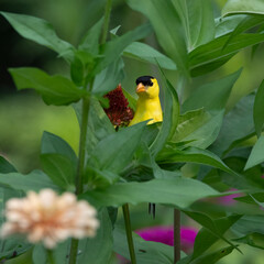 goldfinch peeking through flowers