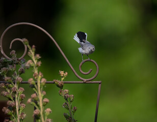 gnatcatcher on garden trellis