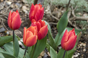 close up of bright red tulip flowers