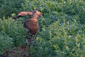 deer in the grass