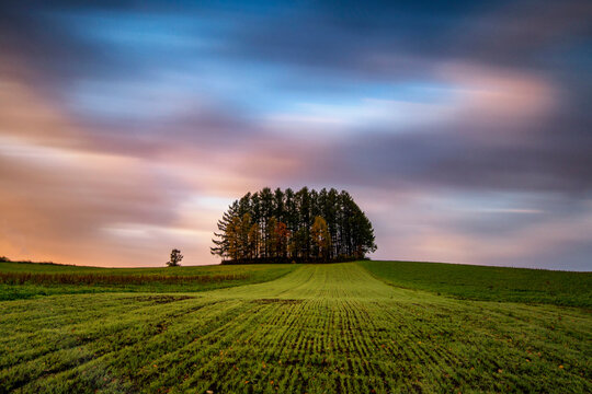 Larch trees on Mild Seven Hill near Biei village at sunset, Hokkaido, Japan