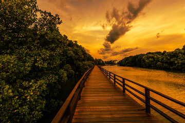 Close-up view of the natural background of the wooden bridge, which is surrounded by mangrove forests, colorful leaves of the leaves, blown through the blurred coolness during ecological travel.