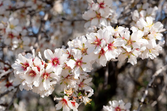 almendros en flor en la isla de mallorca 