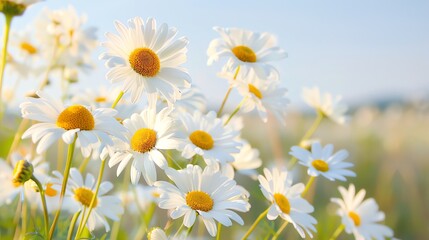 Fototapeta premium A field of delicate white daisies under a clear sky