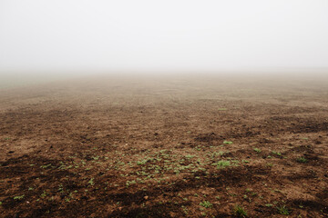 Foggy Field with Sprouting Seeds