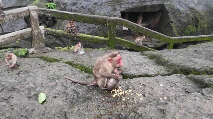 A group of monkeys searching for food among the rocky landscape of Kanheri Caves, highlighting their adaptability and resourcefulness.
