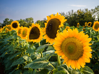 field of sunflowers