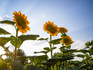 sunflower against sky
