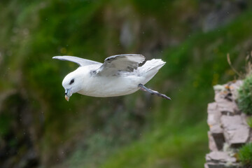 Northern fulmar (Fulmarus glacialis) on the coast, Lerwick, Shetland, Scotland