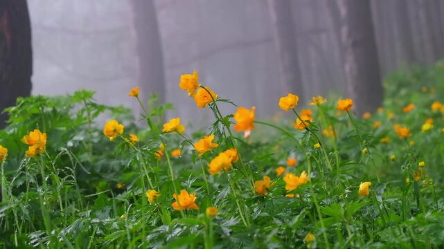 orange flower of Asian double buttercup, flower or Trollius asiaticus or troll flower in a spring meadow near a foggy forest in the mountains of Kazakhstan
