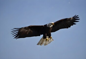 Obraz premium American bald eagle in flight over a lake