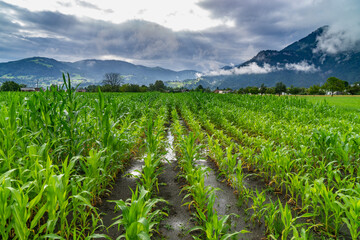 After a thunderstorm, scenery with corn growing at different heights in a flooded field and sun rays through cloud, light and dark green corn is partially submerged in water after a long storm, puddle