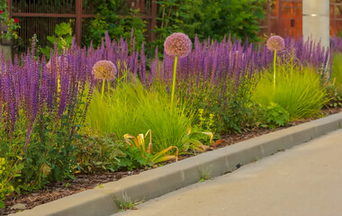 Fioletowe kwiaty (szałwia i czosnek ozdobny) kwitną na kwietniku przy drodze. Piękny malutki ogródek z roślinami kwitnącymi położony tuż przy drodze w mieście. © Grzegorz