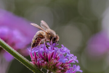 Pszczoła na kwiacie werbeny zbiera nektar w letni poranek. Pracowity owad zbierający nektar (na miód) i zapylający kwiaty kwitnące w letni dzień. © Grzegorz