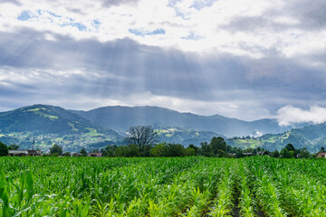 Fototapeta premium After a thunderstorm, scenery with corn growing at different heights in a flooded field and sun rays through cloud, light and dark green corn is partially submerged in water after a long storm, puddle