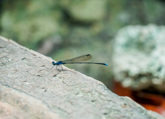 Blue demoiselle dragonfly calopteryx splendens close up of beautiful insect in wildlife at sunny summer day fairy day concept. blue dragonfly