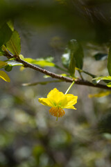 Ocna flower (Brazil)