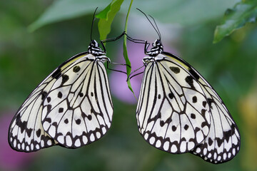 Two paper kite butterflies hanging on a leaf.