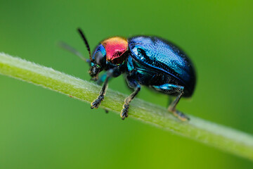 Blue Milkweed Beetle standing on a leaf.