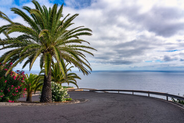Tropical palm trees along the steep road that leads to the banana plantations of the island of La Palma, Canary Islands. © josemiguelsangar