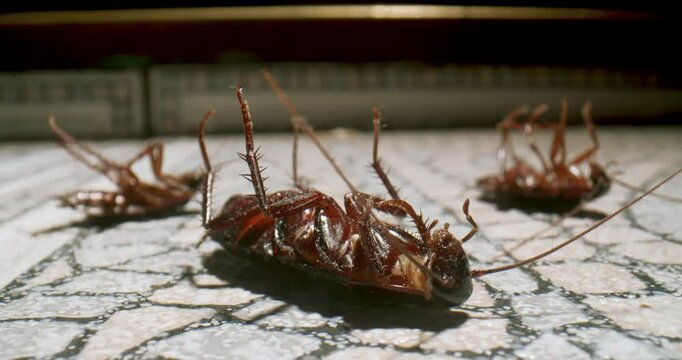 Several Cockroaches dying lying on its back on the bathroom, kitchen floor, roach poison, moving its paws. Agony. Cockroaches dying upside down, belly up. Pest control. Cockroach macro, close up. 