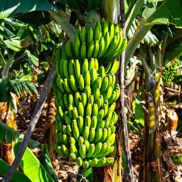 Large bunches of bananas about to be harvested in the banana plantations of the Canary Islands, La Palma.