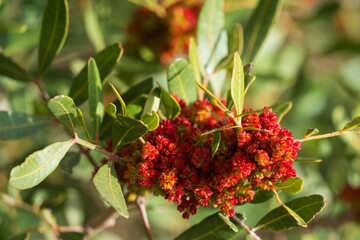 insecto polinizando plantas silvestres en mallorca 