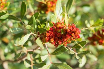 insecto polinizando plantas silvestres en mallorca 