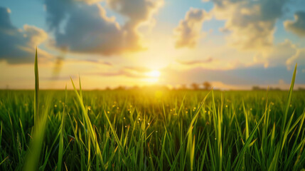 Closeup of a sunset beauty over a rice field with blue sky and clouds landscape, agricultural background