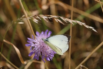 Piéride du chou