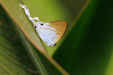 Fluffy Tit butterfly standing on a large leaf .