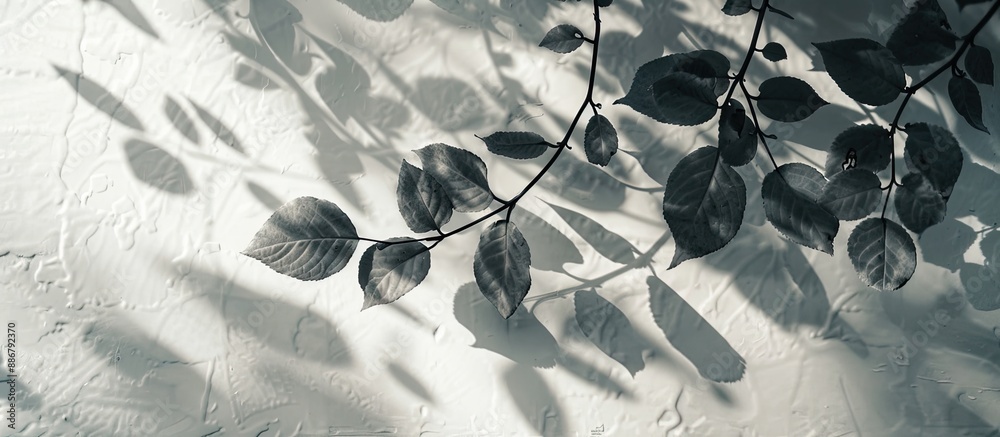 Leinwandbilder leaf tree shadows in soft focus against a light gray backdrop, with room for copy space image.