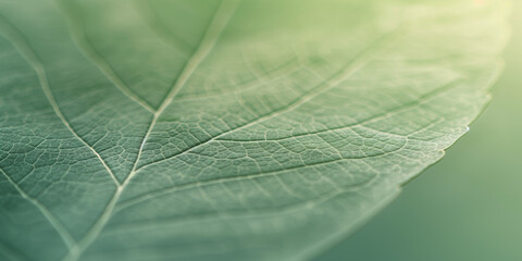 A leaf is shown in a close up, with the veins and texture of the leaf visible