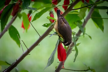 red winged blackbird