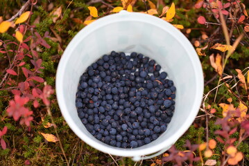 Alaska blueberries
