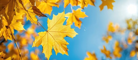 Obraz premium A sunny autumn day with close-up macro photos of yellow maple leaves against a blue sky, offering copy space in natural light.