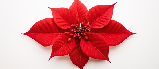 Poinsettia, or Euphorbia pulcherrima, nicknamed Christmas Star, is showcased atop a white backdrop, perfect for a copy space image.