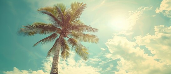 Vintage toned image of a tropical palm tree with sunlight against a sky backdrop, creating a serene nature travel concept with copy space.