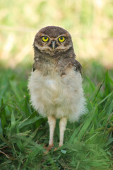 Little burrowing owl (Brazil)