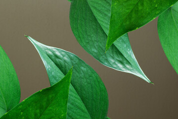Close-up of several green leaves with varying shapes and textures, pointing in different directions, arranged against a muted beige background, enhances the natural beauty and freshness of the foliage