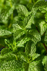 Raw Organic Green Mint Leaves © Brent Hofacker