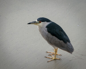 black crowned night heron