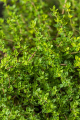Obraz premium Raw Organic Green Thyme Leaves