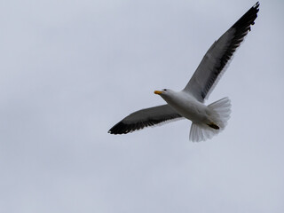 seagull in flight