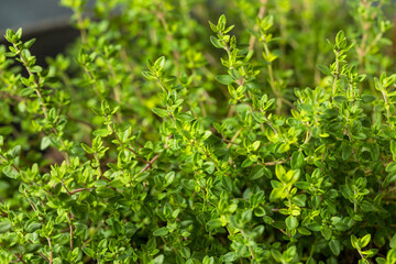 Raw Organic Green Thyme Leaves